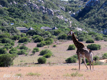 Woodbury Lodge Amakhala Game Reserve Exteriér fotografie